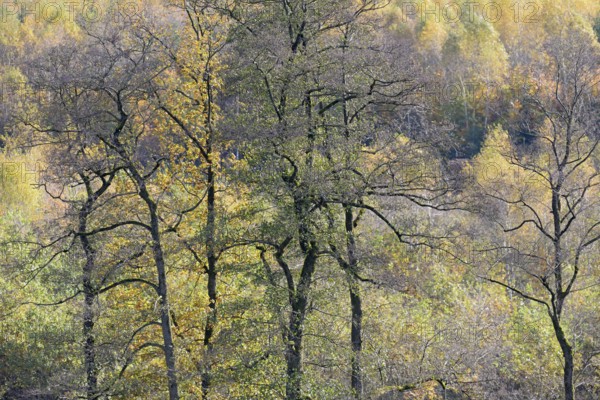 View over the autumn forest, Arnsberger Wald nature park Park, North Rhine-Westphalia, Germany