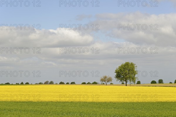Deciduous trees, row of trees in the field landscape, green grain field and flowering rape field (Brassica napus), blue cloudy sky, North Rhine-Westphalia, Germany