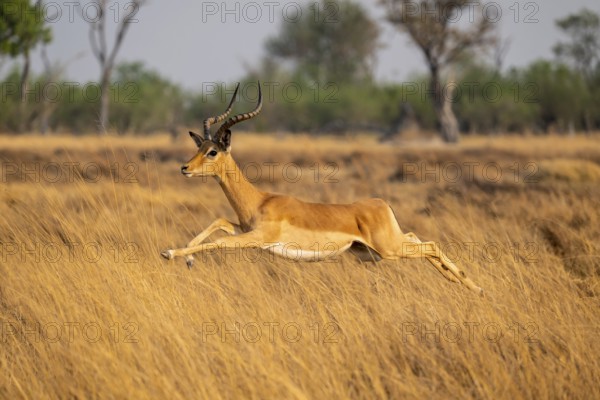 Impala (Aepyceros melampus) male jumping, running, on the run, Xakanaxa, Okavango Delta, Moremi Game Reserve, Botswana