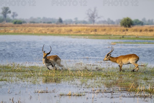 Letschwe or lychee moor antelope (Kobus leche), adult male, Xakanaxa, Okavango Delta, Moremi Game Reserve, Botswana