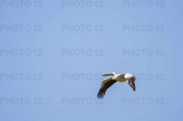 Pink pelican (Pelecanus onocrotalus) in flight, on the Kavango River, Namibia