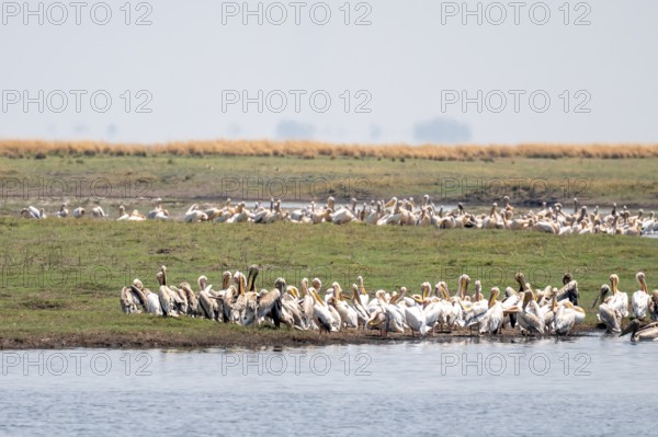 Pink pelican (Pelecanus onocrotalus), flock at the Kavango River, Namibia
