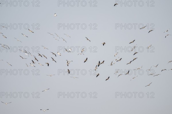 Pink pelican (Pelecanus onocrotalus), flock of birds circling in the sky, birds in flight, Namibia