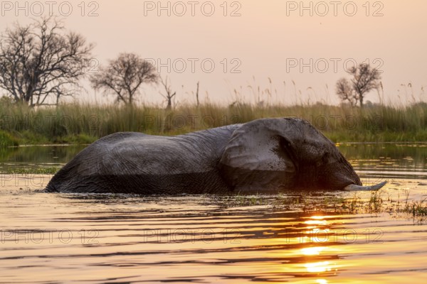 African elephant (Loxodonta africana) in the swamp, Xakanaxa Lagoon, Okavango Delta, Moremi Game Reserve, Botswana