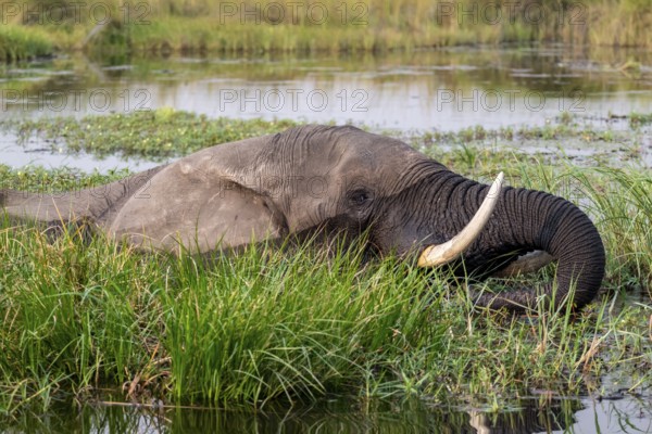 African elephant (Loxodonta africana) swimming in the swamp, Xakanaxa Lagoon, Okavango Delta, Moremi Game Reserve, Botswana