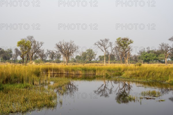 Swamp, Xakanaxa Lagoon, Okavango Delta, Moremi Game Reserve, Botswana