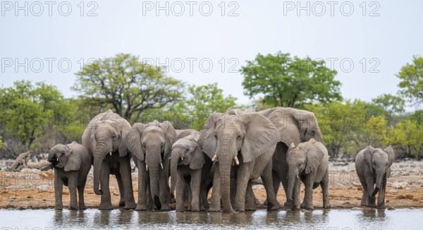 Herd of animals, animal family with young, African elephant (Loxodonta africana) drinking at a waterhole, Etosha National Park, Namibia
