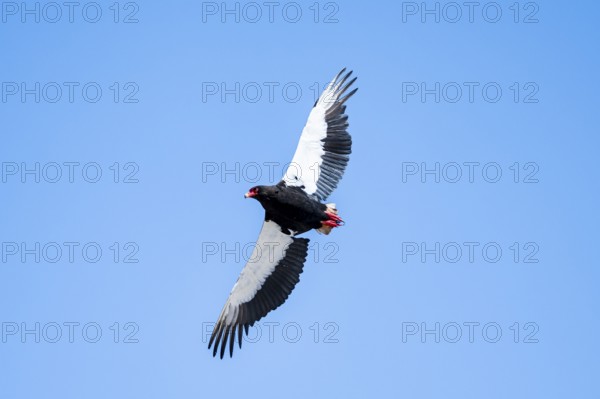Bateleur (Terathopius ecaudatus), bird of prey flying, Etosha National Park, Namibia