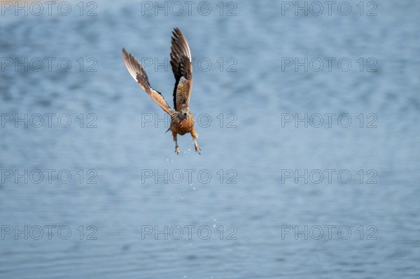 Burchell's sandgrouse (Pterocles burchelli) in flight, Savuti, Chobe Nationalpark, Botswana