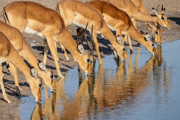 Impala (Aepyceros melampus) drinking at a waterhole, reflection, Savuti, Chobe National Park, Botswana