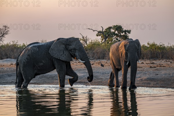 Herd of elephants, African elephant (Loxodonta africana) at the waterhole, sunset, Savuti, Chobe National Park, Botswana
