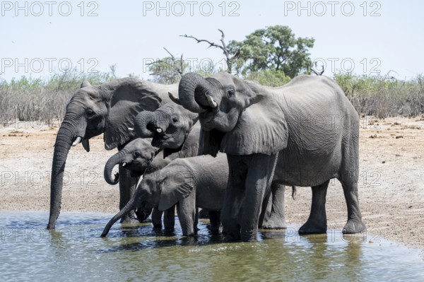 Herd of elephants at a waterhole, African elephant (Loxodonta africana), Savuti, Chobe National Park, Botswana