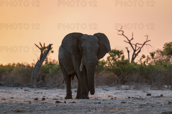 African elephant (Loxodonta africana), sunset, Savuti, Chobe National Park, Botswana