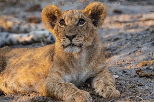Cub, lion (Panthera leo) lying, Savuti, Chobe National Park, Botswana