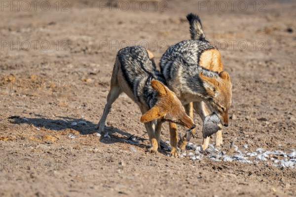 Two black-backed jackals (Lupulella mesomelas) hunting a pigeon, Savuti, Chobe National Park, Botswana