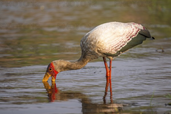 Glutton (Mycteria ibis) in the water foraging on the Chobe River, Ihaha, Chobe National Park, Botswana