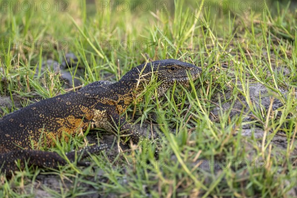 Nile monitor (Varanus niloticus), foraging on the Chobe River, Ihaha, Chobe National Park, Botswana
