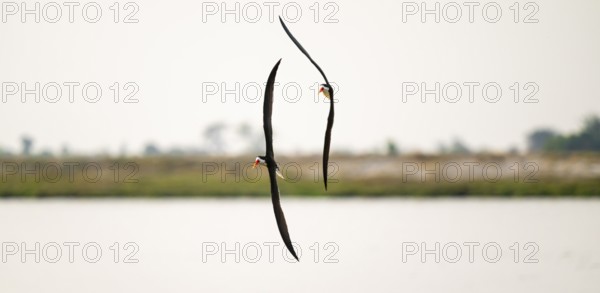 African Skimmer (Rynchops flavirostris), African Skimmer in flight, Ihaha, Chobe National Park, Botswana