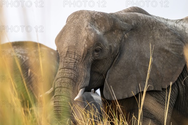 Animal portrait, African elephant (Loxodonta africana) feeding among grass, Ihaha, Chobe National Park, Botswana, Africa