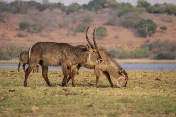 Elliptic waterbuck (Kobus ellipsipiprymnus), male grazing, Ihaha, Chobe National Park, Botswana