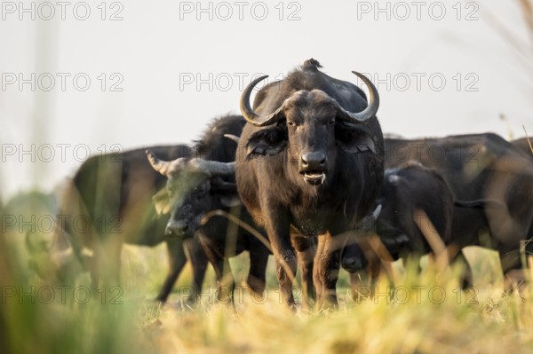 Cape buffalo (Syncerus caffer caffer) grazing, Ihaha, Chobe National Park, Botswana