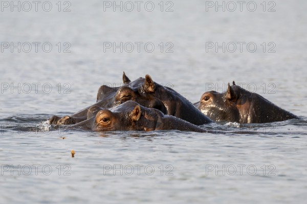 Hippopotamus (Hippopatamus amphibius) in the water, Chobe River, Ihaha, Chobe National Park, Botswana