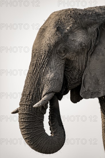 Detail, Animal portrait, African elephant (Loxodonta africana), Ihaha, Chobe National Park, Botswana, Africa