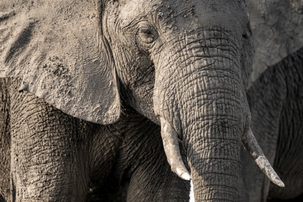 Detail, Animal portrait, African elephant (Loxodonta africana), Ihaha, Chobe National Park, Botswana, Africa