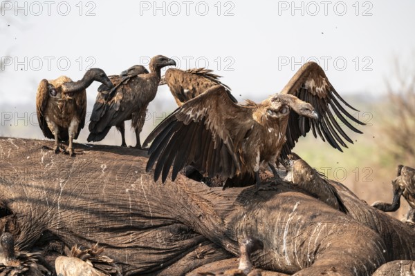 Many white-backed vultures (Gyps africanus), vultures feeding on the carcass of an elephant, macabre scavengers, Ihaha, Chobe National Park, Botswana