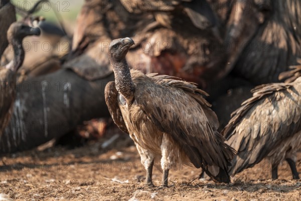 White-backed vulture (Gyps africanus), vulture feeding on the carcass of an elephant, Ihaha, Chobe National Park, Botswana