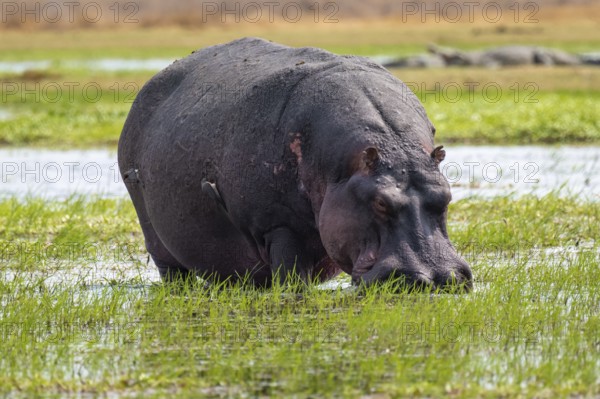 Hippopotamus (Hippopatamus amphibius) grazing, Xakanaxa, Okavango Delta, Moremi Game Reserve, Botswana