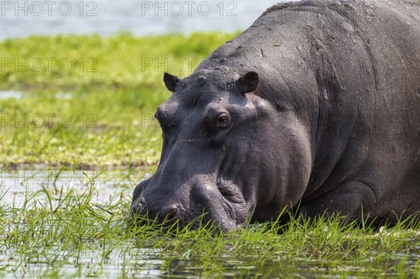 Greater hippopotamus (Hippopatamus amphibius), Xakanaxa, Okavango Delta, Moremi Game Reserve, Botswana