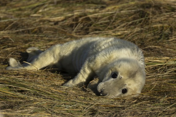 Grey seal (Halichoerus grypus) juvenile baby pup animal resting on a sand dune by a beach in winter, England, United Kingdom