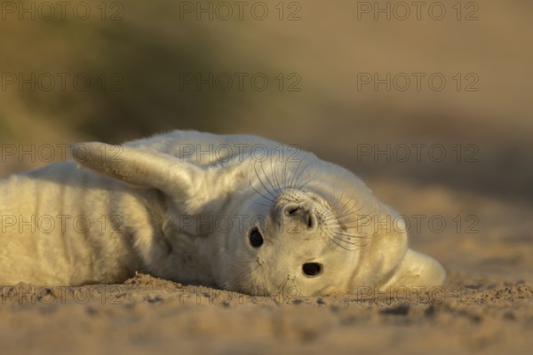Grey seal (Halichoerus grypus) juvenile baby pup animal resting in a sand dune by a beach in winter, England, United Kingdom