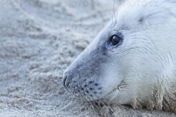Grey seal (Halichoerus grypus) juvenile baby pup animal resting on a sandy beach in winter, England, United Kingdom
