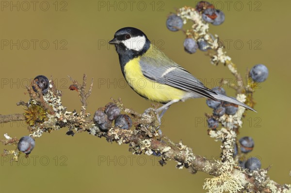 Great tit (Parus major), sitting on a branch in a blackthorn bush, (Prunus spinosa), sloes, with ripe fruit, autumn, wildlife, animals, tit family, songbird, birds, Wilnsdorf, North Rhine-Westphalia, Germany
