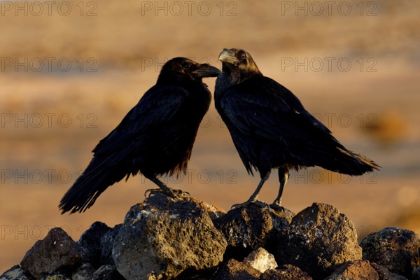 Raven (Corvus corax), semi-desert, Fuerteventura, Spain