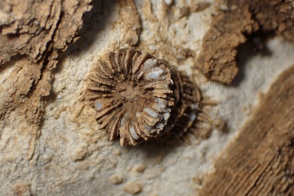 Fossil coral, petrification, Thecosmilia trichotoma., fossil, Malm, Jura, around 150 million years old, Nattheim, Baden-Württemberg, Germany