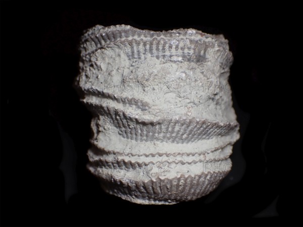 Fossil coral, petrification, cystiphyllum tenue, fossil, siluric around 430 million years old, Gotland Sweden