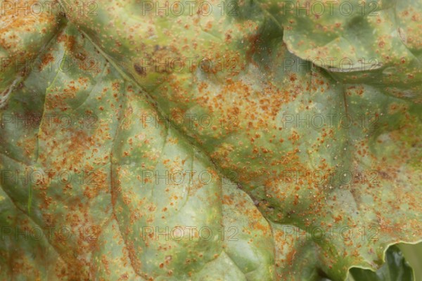 Sugar beet (Beta vulgaris) leaf with Rust (Uromyces betae) fungal plant pathogen disease, England, United Kingdom