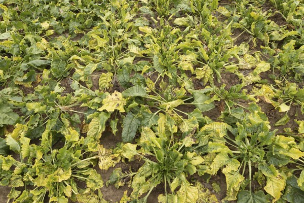 Sugar beet (Beta vulgaris) crop plants in a farm field infected with virus yellows plant pathogen, England, United Kingdom