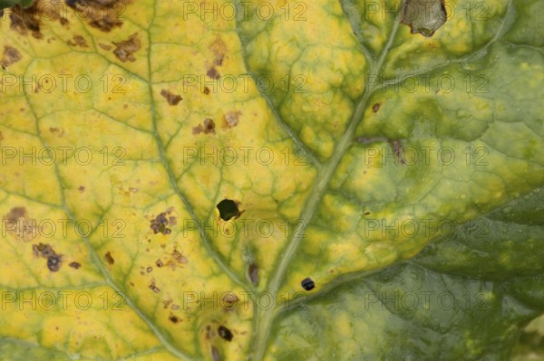 Sugar beet (Beta vulgaris) crop plant leaf in a farm field infected with virus yellows plant pathogen, England, United Kingdom