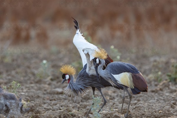 Crowned Crane (Balearica regulorum) and Worthog searching food South Luangwa NP Zambia August