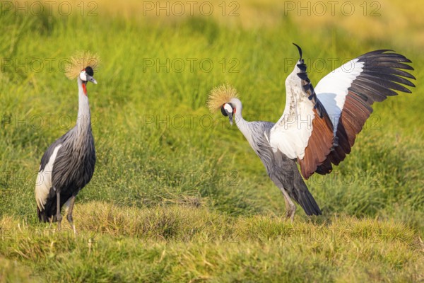 Crowned Crane (Balearica regulorum) courtship behavier South Luangwa NP Zambia August