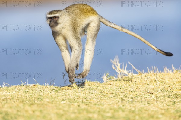 Vervet Monkey (Cercopithecus aethiops) South Luangwa NP Zambia August
