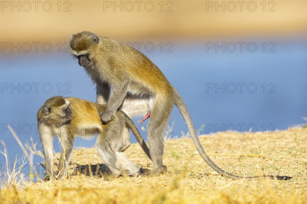 Vervet Monkey (Cercopithecus aethiops) mating South Luangwa NP Zambia August