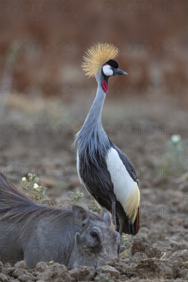 Crowned Crane (Balearica regulorum) and Worthog searching food South Luangwa NP Zambia August