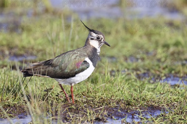 Lapwing (Vanellus vanellus), in splendid plumage, foraging in a marshy meadow, wildlife, Lembruch, Ochsen Moor, Dümmer nature park Park, Lower Saxony, Germany