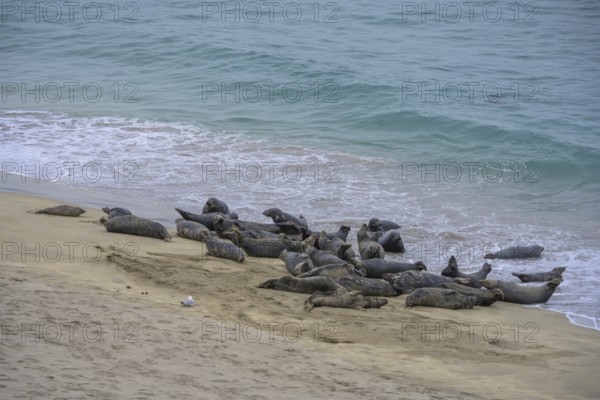 Seals on the beach, Great-Blasket Island, Dunquin, Kerry, Ireland