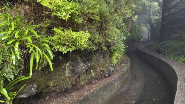 PR17 Pinaculo e Folhadal hiking trail, Levada, Irrigation Canal, Madeira, Portugal